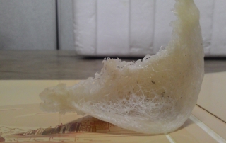 马来西亚特轻毛燕-1