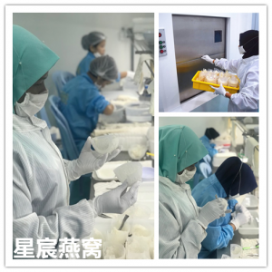 马来西亚燕窝加工厂